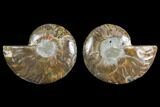 Agate Replaced Ammonite Fossil - Madagascar #145828-1